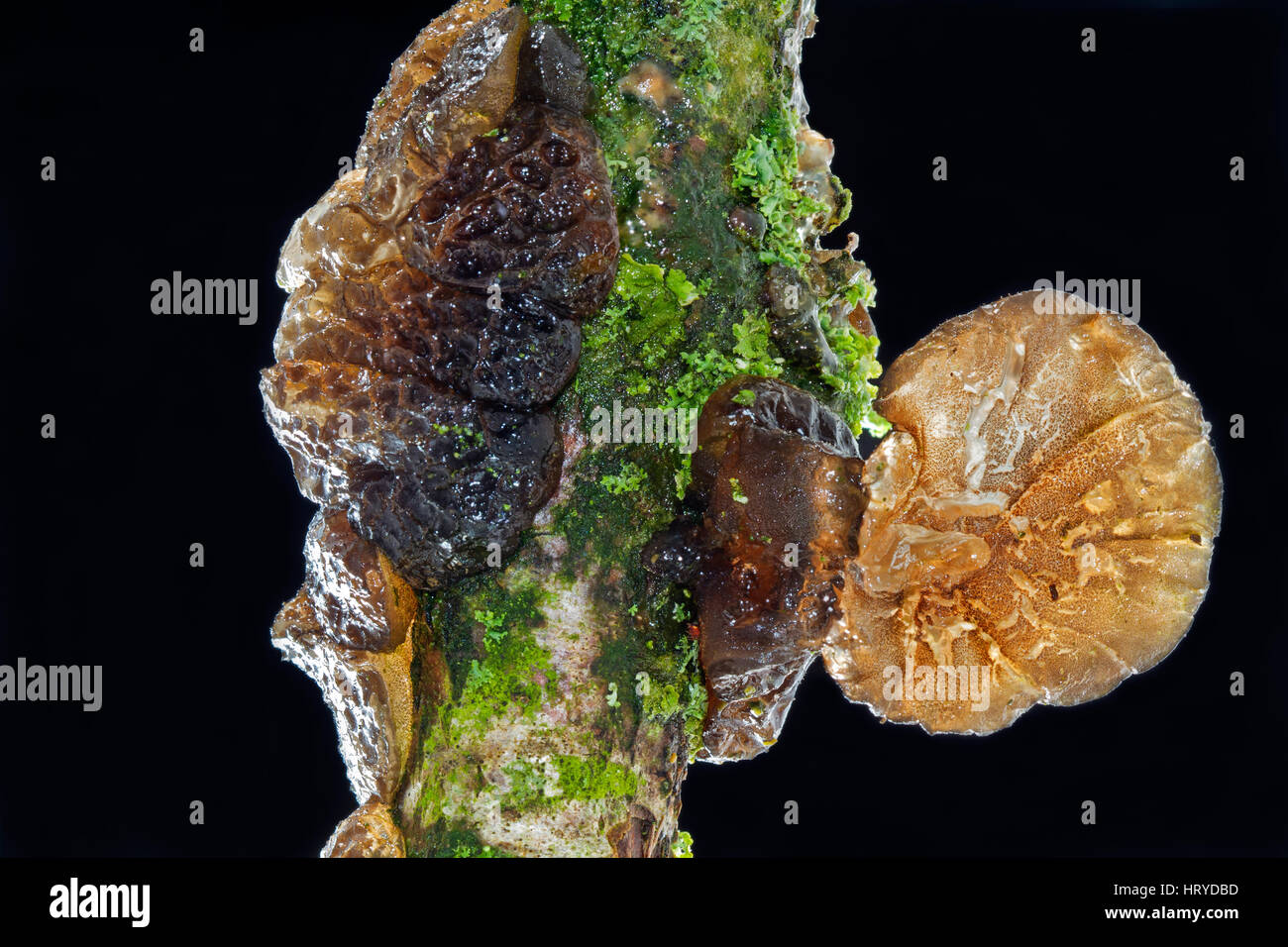 Gummiartige gallertartige geformt Taste Fruchtkörper Witches' Butter und Flechten auf dem faulenden Zweig einer Eiche. Stockfoto