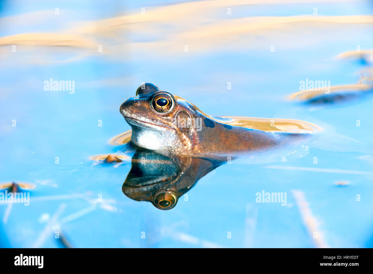 Grasfrosch (Rana Temporaria) auf der Jagd nach einem Kumpel in einem Pool zu wenig Schnarchen Flugplatz, Norfok, Vereinigtes Königreich Stockfoto
