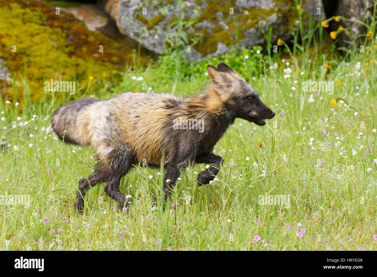 Fox-Kreuz in grünen Rasen mit Blumen laufen Stockfoto