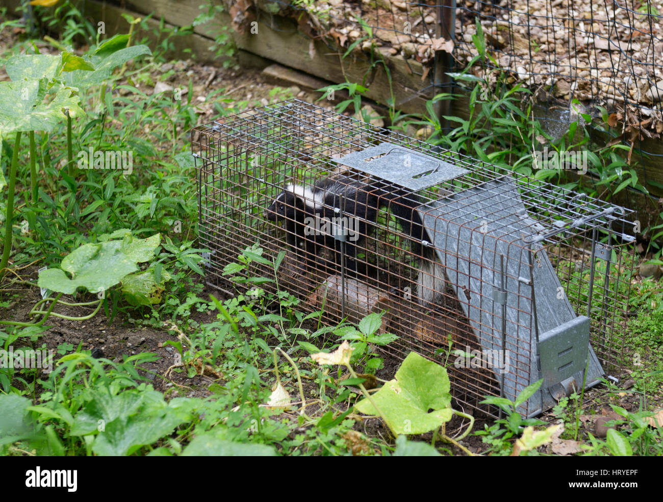 Stinktier gefangen in Havahart Falle im Garten Stockfoto