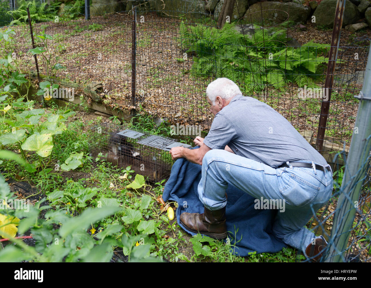 Mann ein Stinktier aus einer Falle in einem Garten entfernen Stockfoto