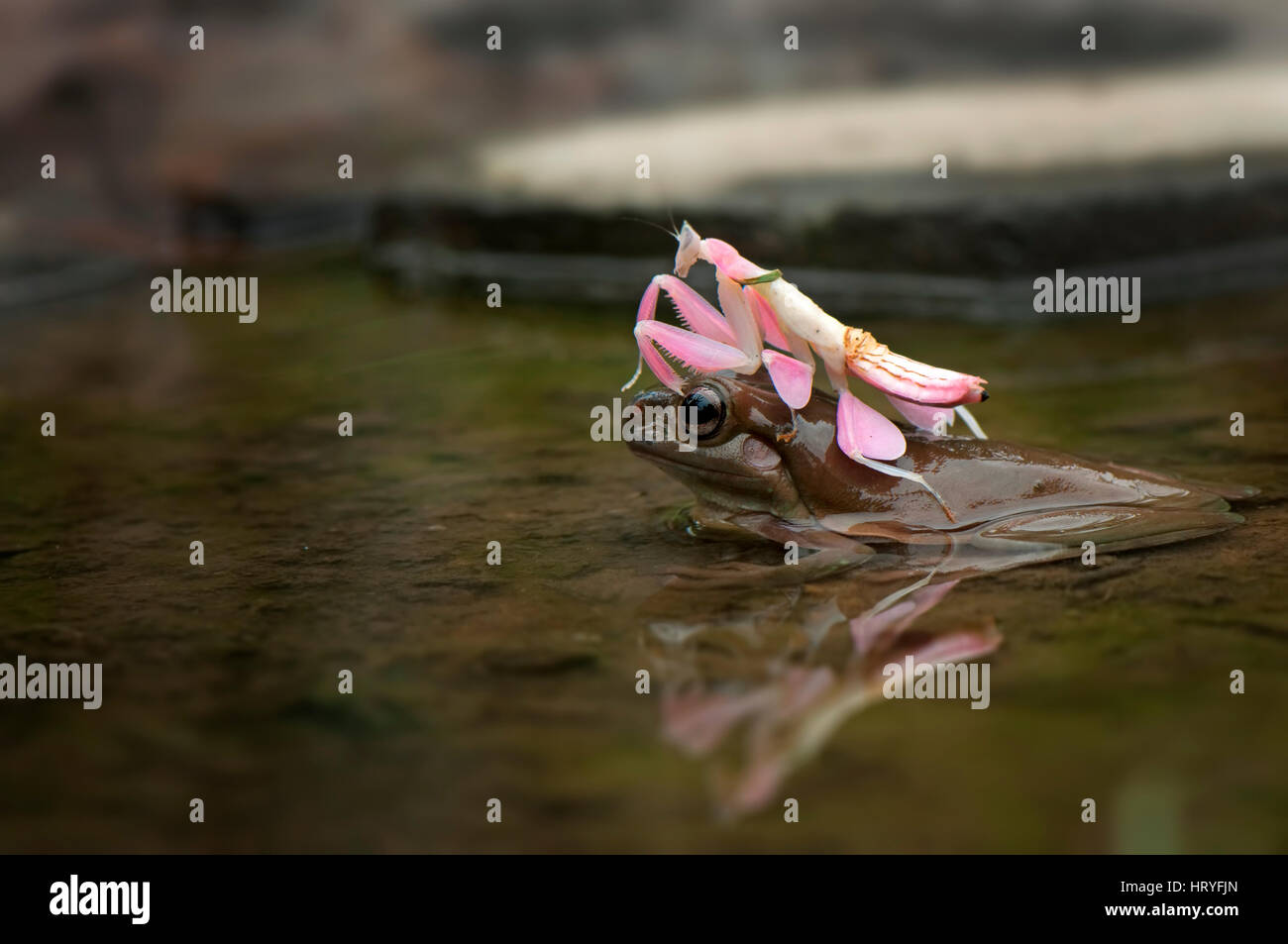 Boot-rog Stockfoto