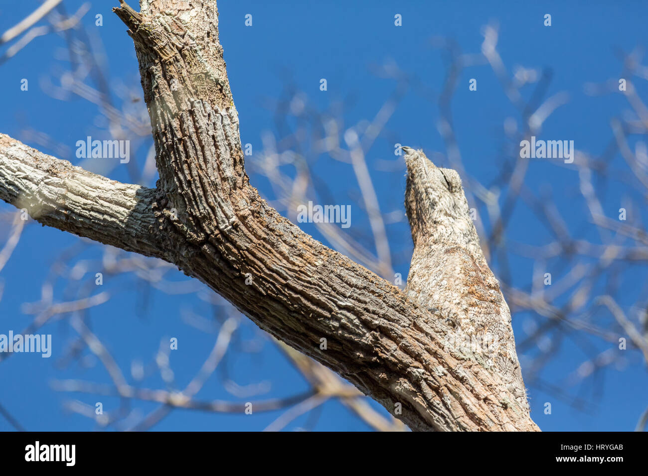 Große aber thront auf einem Baum, so gut, dass es sehr schwer zu sagen, den Vogel aus dem Baum in der Pantanal-Region von Brasilien, Mato Grosso ist Mischung, Stockfoto