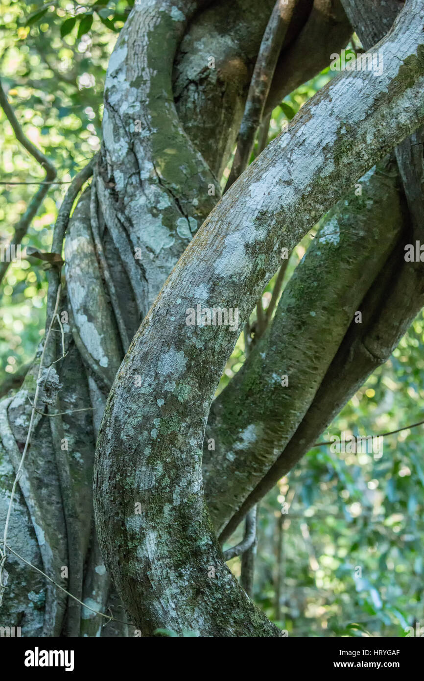 Große Verdrehung Würgefeige Reben wachsen auf einem Baumstamm im Wald in der Region des Pantanal von Mato Grosso, Brasilien, Südamerika.  Würger Stockfoto