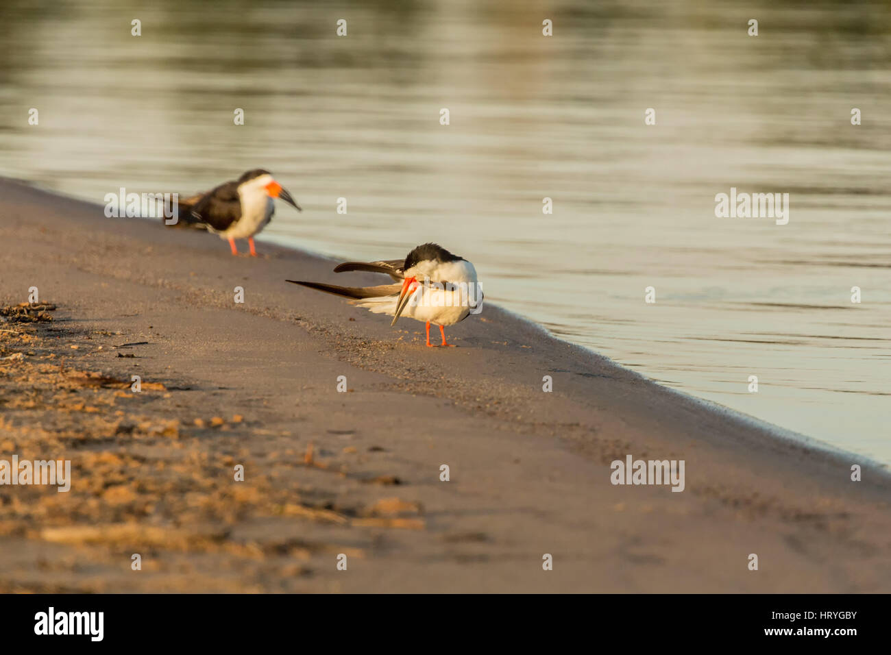 Schwarz-Skimmer putzen seine Federn am Flussufer in der Pantanal-Region, Mato Grosso, Südamerika Stockfoto