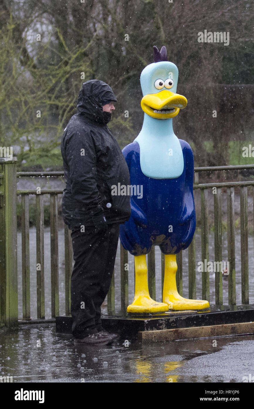 Daffy Duck in Burscough, Lancashire, Großbritannien. Wetter in Großbritannien. 5th. März 2017. Schönes Wetter für Enten, aber nicht so sehr für Leute. Starke Duschen, kalte Temperaturen und ein kühlender Wind für Besucher des Martin Mere Wild Life and Wetlands Trust. Trotz herkömmlicher Denkweise ist Regen kein schönes Wetter für Enten, weil der Regen das Öl in ihren Federn wegwäscht, das sie schweben lässt. Stockfoto