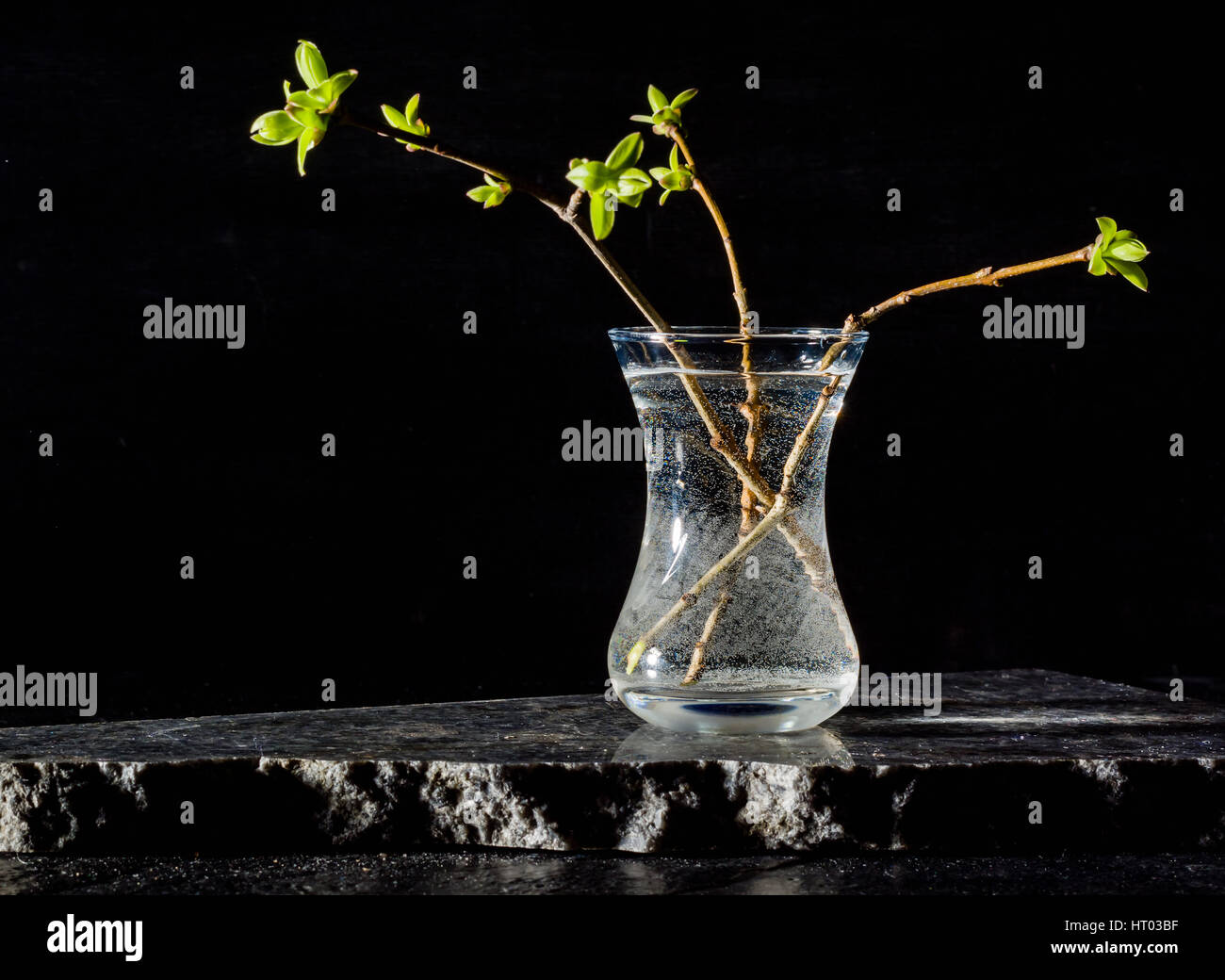 Lila Zweige mit jungen Blätter und Knospen in einem Glas stehen. Kontrastierenden Hintergrund schwarz. Platz für Text. Stockfoto