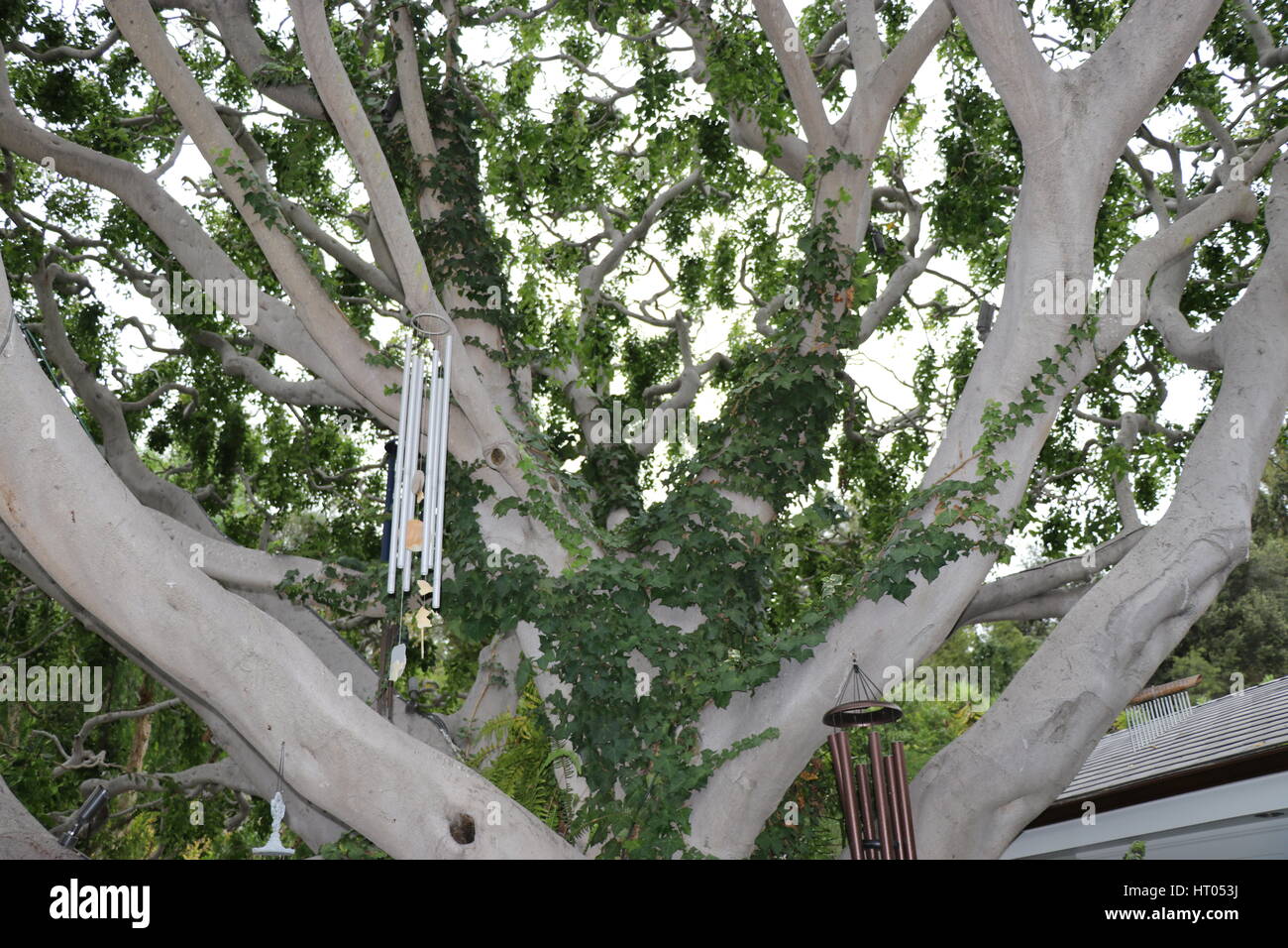 Schönes Bild von einem extravaganten Baum Stockfoto