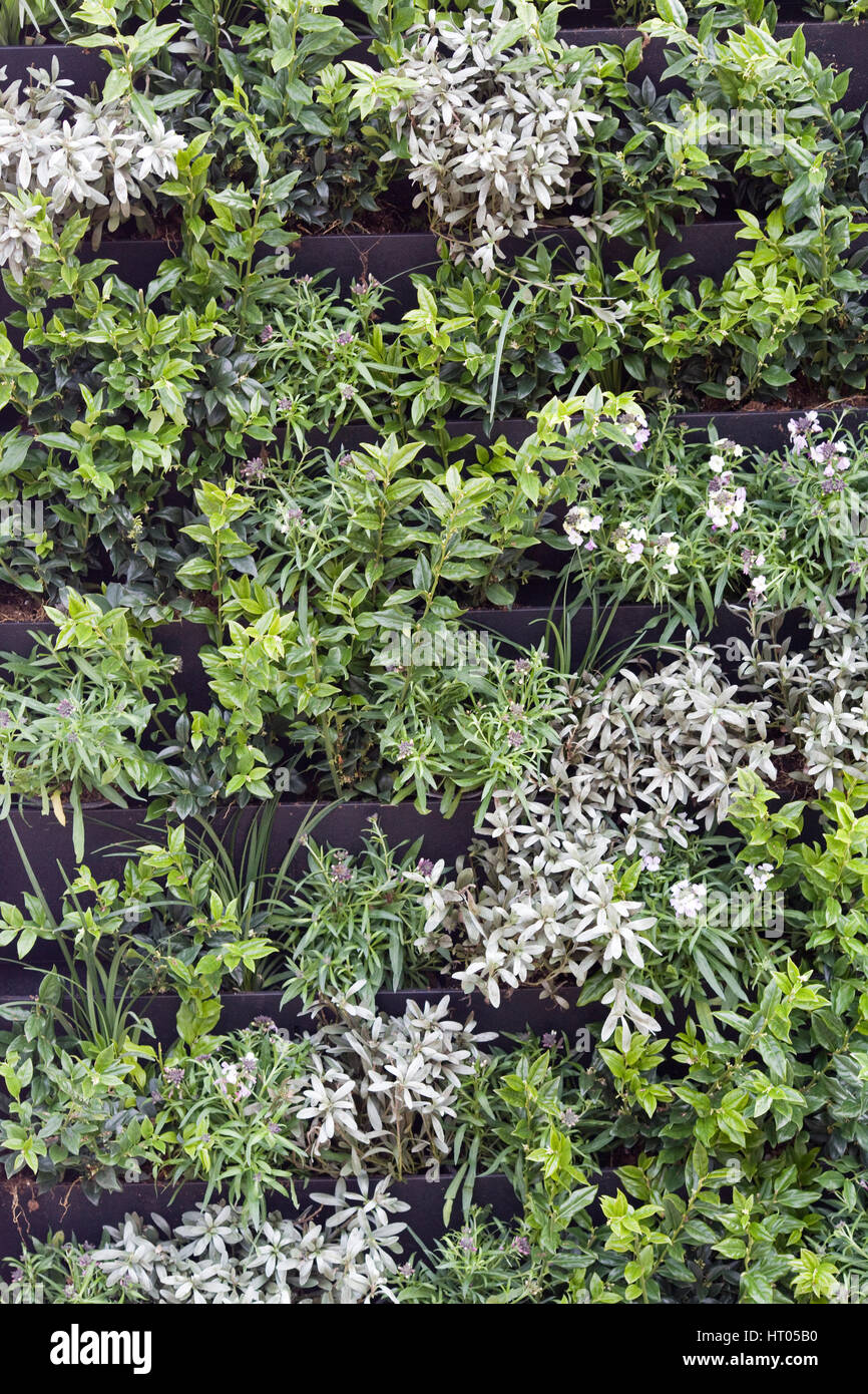 Lebendige Mauer Stockfoto