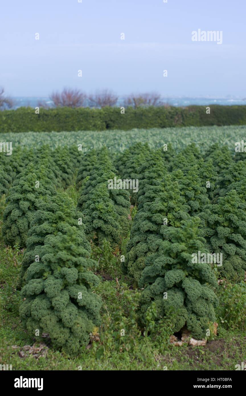 Grünkohl, wächst auf der Wiese, Bretagne Stockfoto