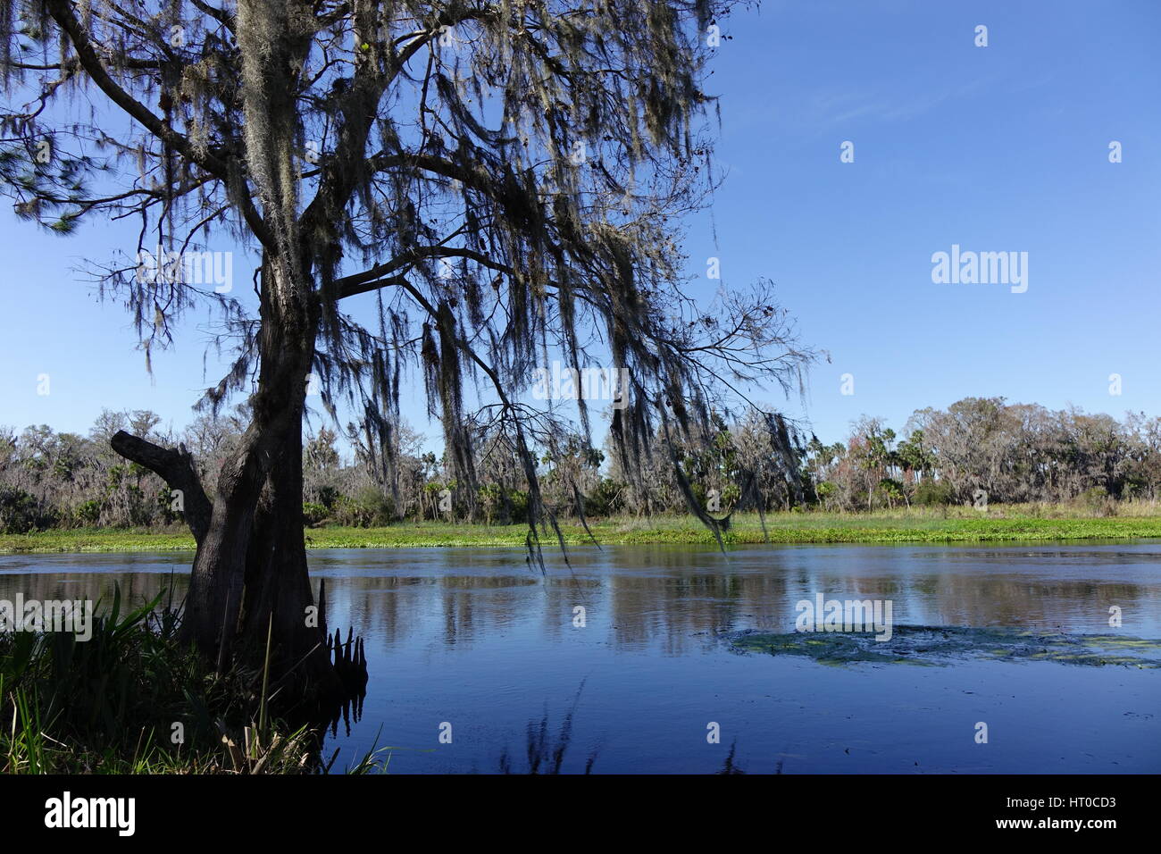 Zypresse Katies Landing am Fluss Wekiwa, Sanford, Florida. Die Wekiwa wurde als National Wild and Scenic River ausgewiesen Stockfoto