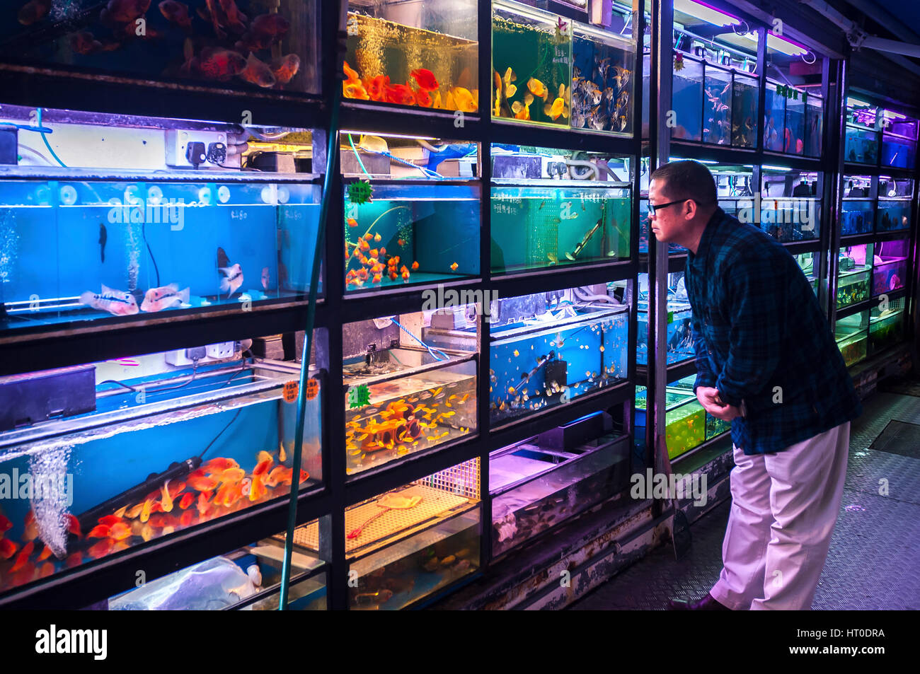 MONG KOK, HONG KONG - Jan 9, 2014 - ein Mann untersucht die tropischen Fische zum Verkauf an Tung Choi Street, Mong Kok, Kowloon Stockfoto