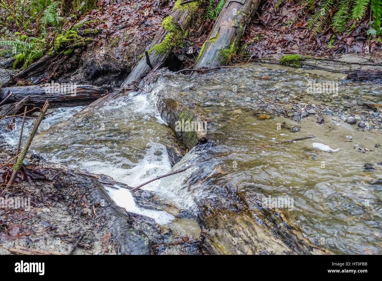 Ein Strom fließt durch den Bindestrich Point State Park im US-Bundesstaat Washington. Stockfoto