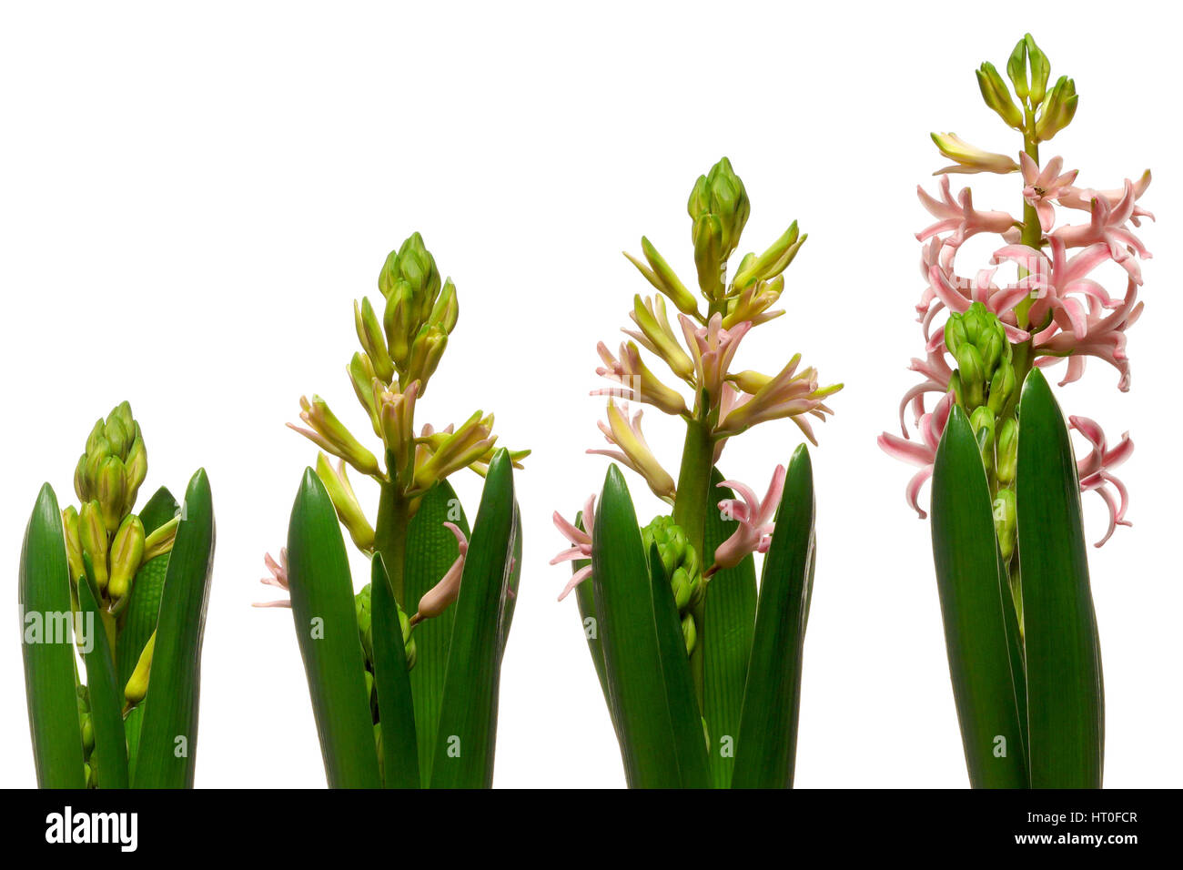 Zeitraffer Zeitreihen von rosa Hyazinthe Blumen blühen. Stockfoto