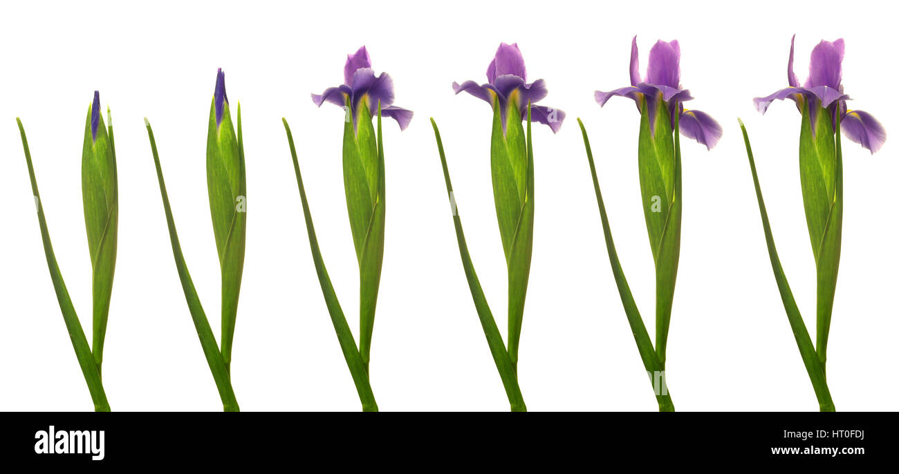 Zeitraffer Zeitreihen eine violette Iris Blume. Stockfoto