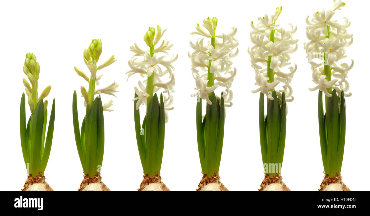Zeitraffer Zeitreihen der weiße Hyazinthe Blumen blühen. Stockfoto