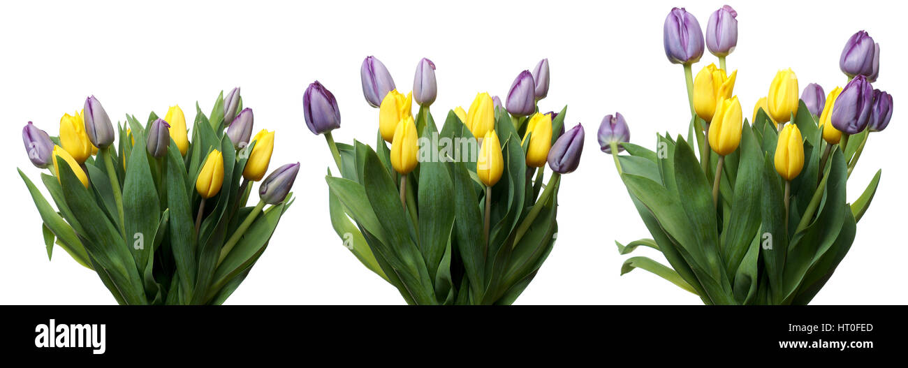 Zeitraffer Zeitreihen der violetten und gelben Tulpen Blumen blühen. Stockfoto