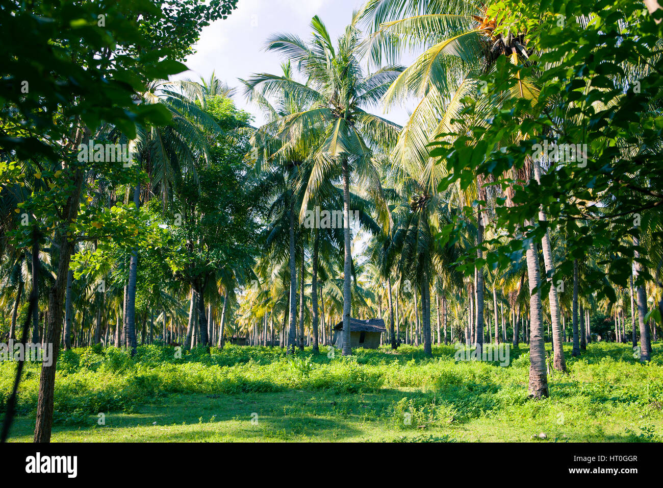 Palm-Wald in den Tropen und den alten klapprigen Schuppen an einem sonnigen Tag. Kokosnuss Plantage Stockfoto