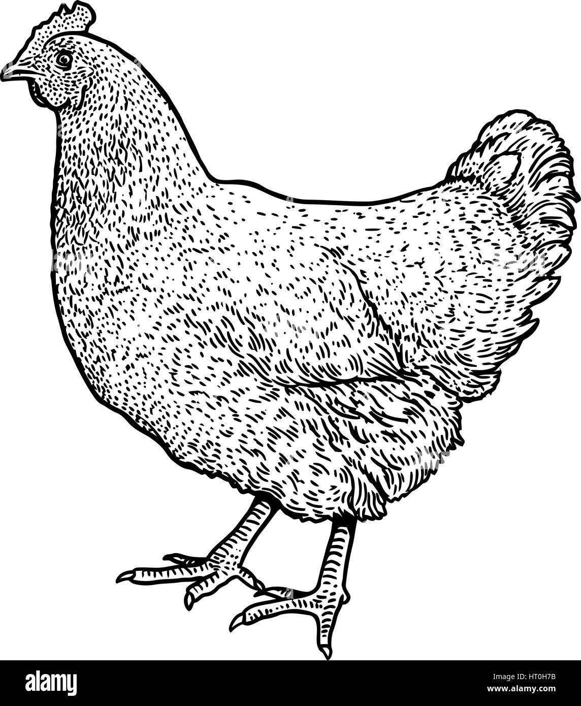 Huhn-Illustration, Zeichnung, Gravur, Tinte, Strichzeichnungen, Vektor Stock Vektor