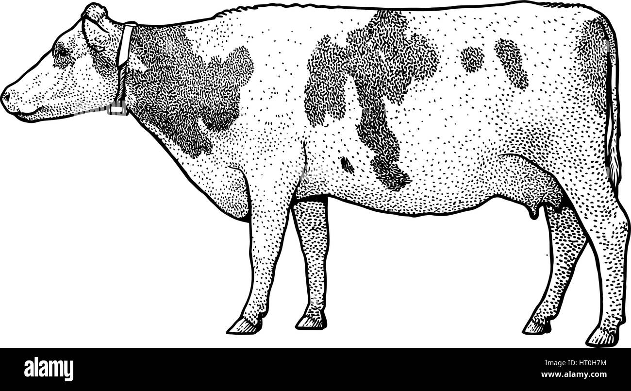 Kuh-Illustration, Zeichnung, Gravur, Tinte, Strichzeichnungen, Vektor