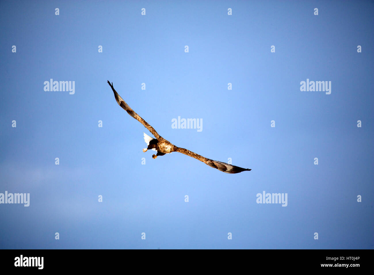 White-tailed Seeadler (Haliaeetus Horste), Hokkaido, Japan Stockfoto