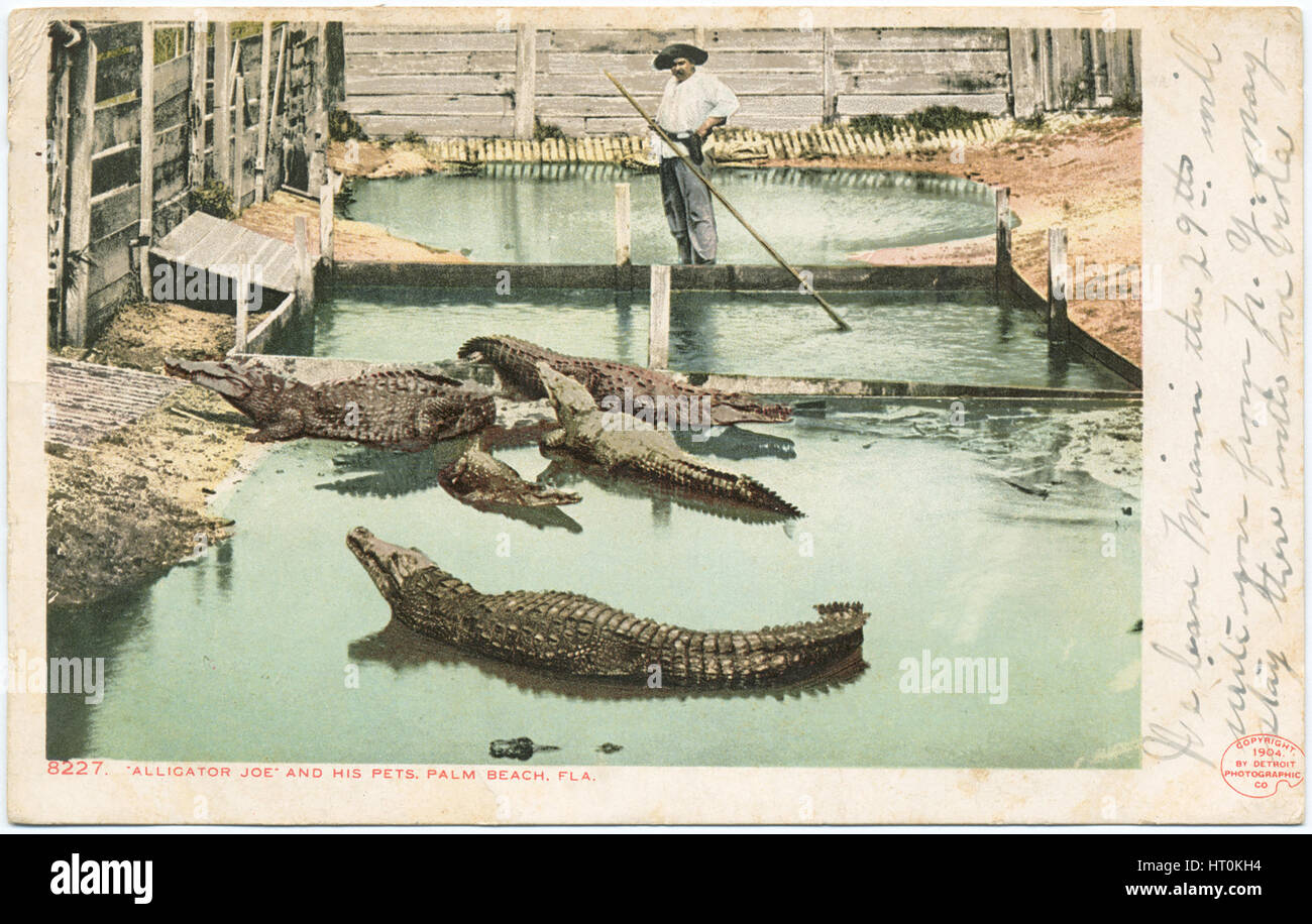 Photo Postkarte (c1904) von Alligator Joe auf seiner Alligatorfarm in Palm Beach, Florida. (USA) Stockfoto