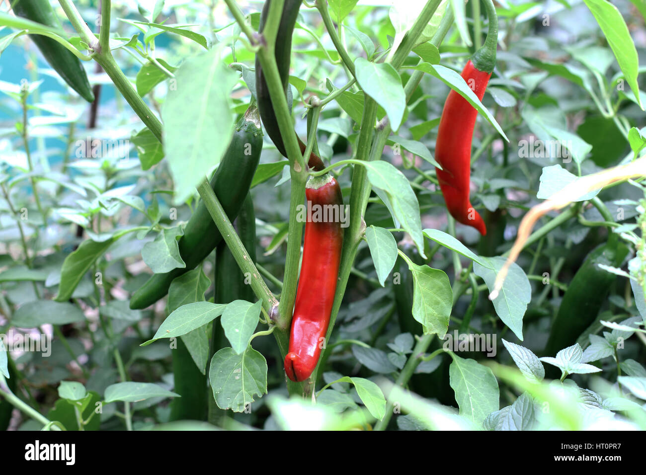 Homegrown chili Stockfoto