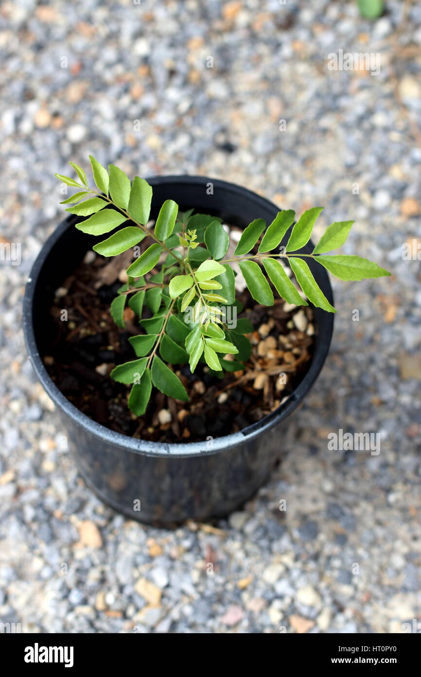 Curry-Pflanze - Murraya Koenigii Sämlinge wachsen in einem Topf Stockfoto