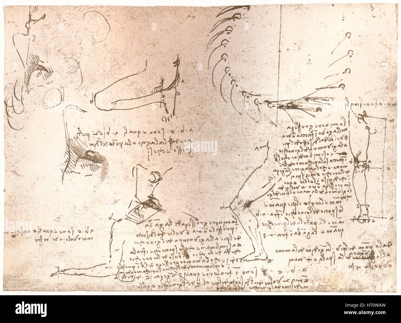 Skizzen zur Veranschaulichung der Theorie der Proportionen der menschlichen Figur, c1472-c1519 (1883). Künstler: Leonardo da Vinci. Stockfoto