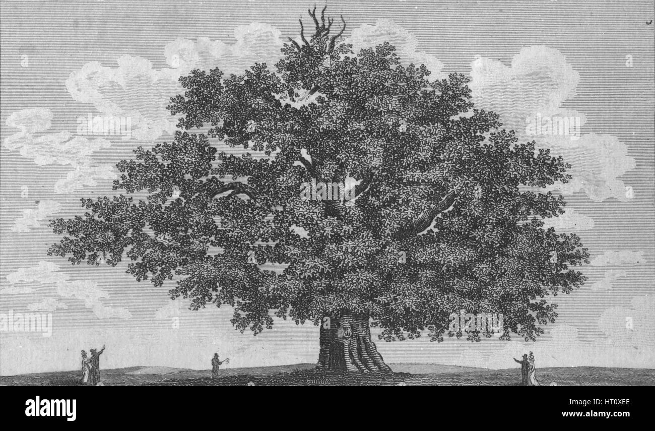 "Die Penshurst Oak", 1794. Künstler: unbekannt. Stockfoto