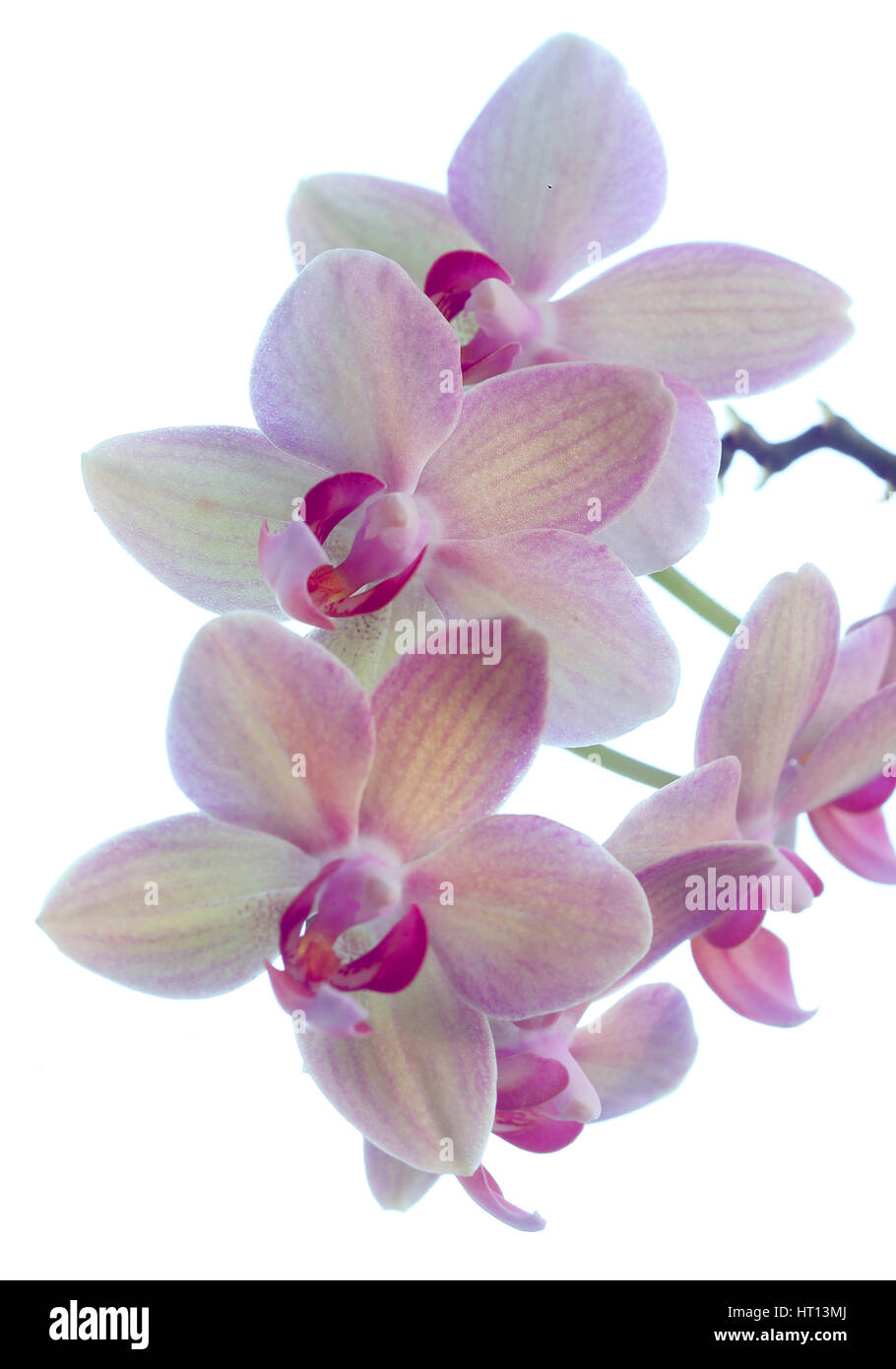 Blühende Stamm eine Cymbidium oder Boot Orchidee, Cornwall, England, UK. Stockfoto