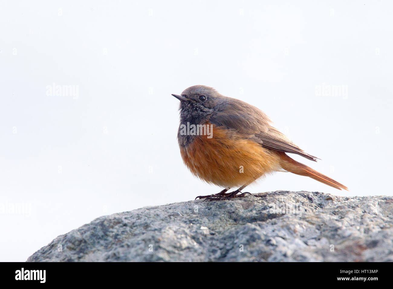 Black Redstart (östliche Rasse, Phoenicurus Ochruros Phoenicuroides), ein Winter-männlich, Mousehole, Cornwall, England, UK. Stockfoto