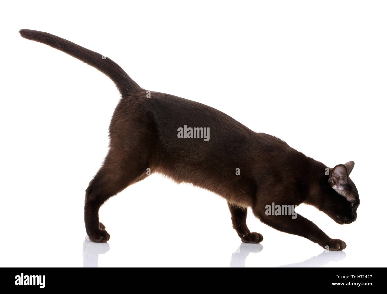 Birmanische Katze zu Fuß auf einem weißen Hintergrund schwarz Stockfoto