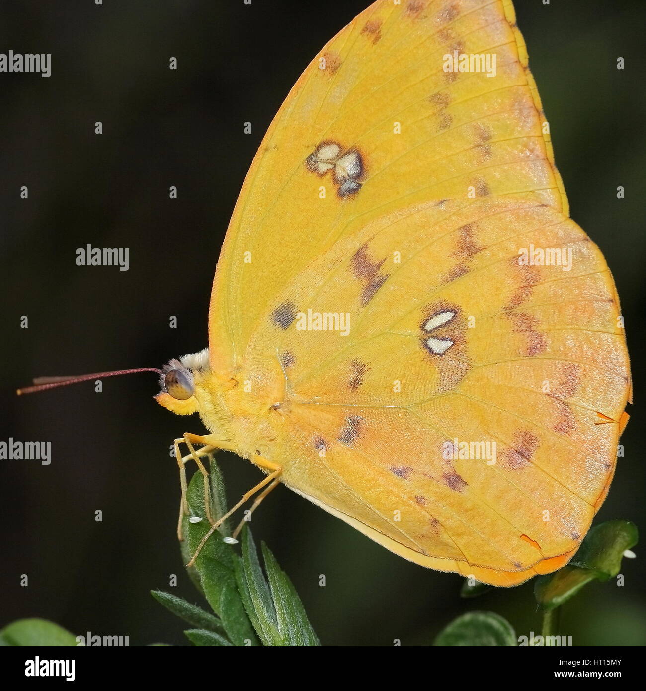 Orange vergitterten Schwefel Yelllow Schmetterling Stockfoto