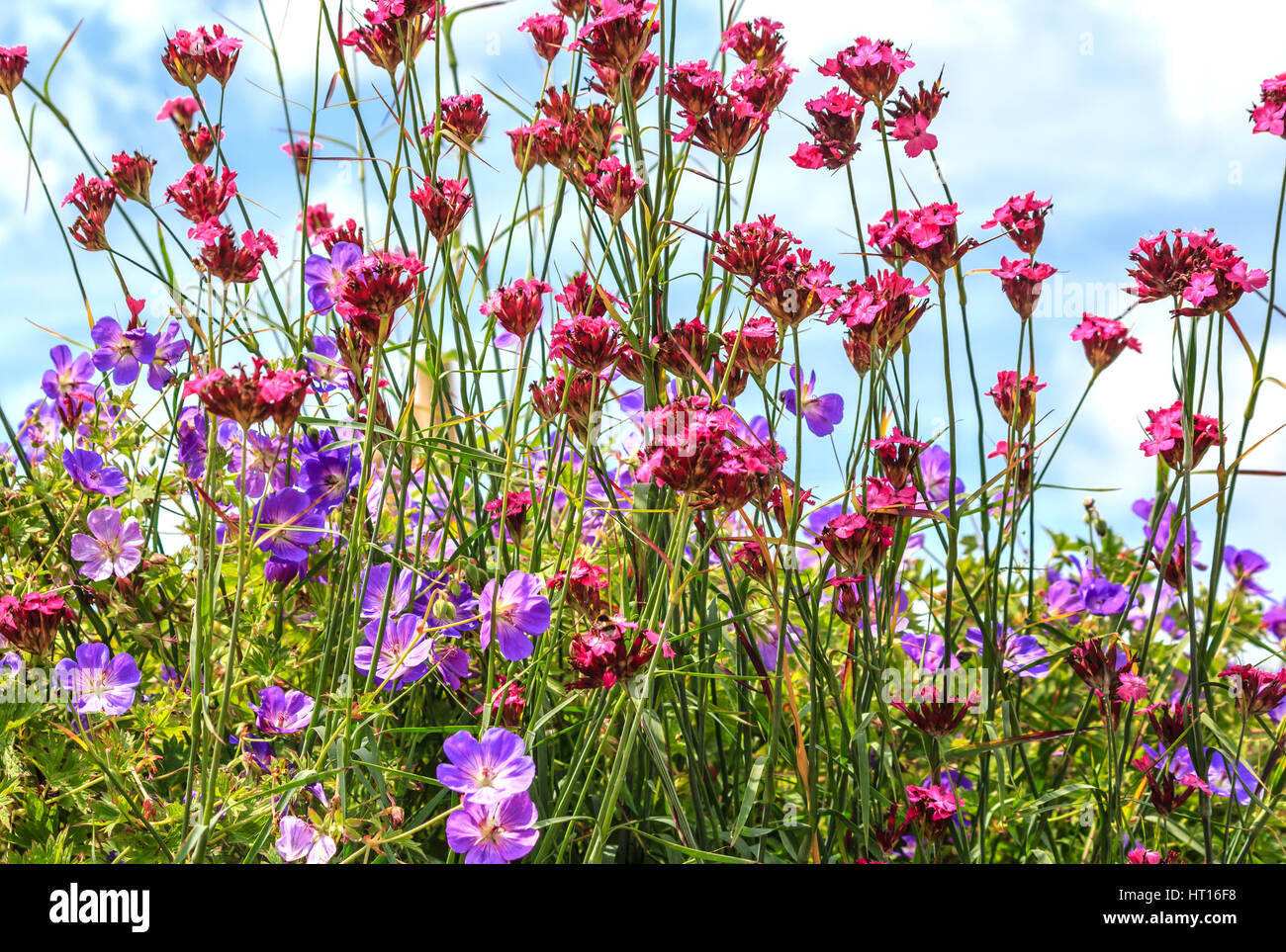 Gemischte Rozanne Geranium Grenz- und Verbena Bonariensis (hohe Eisenkraut) Stockfoto