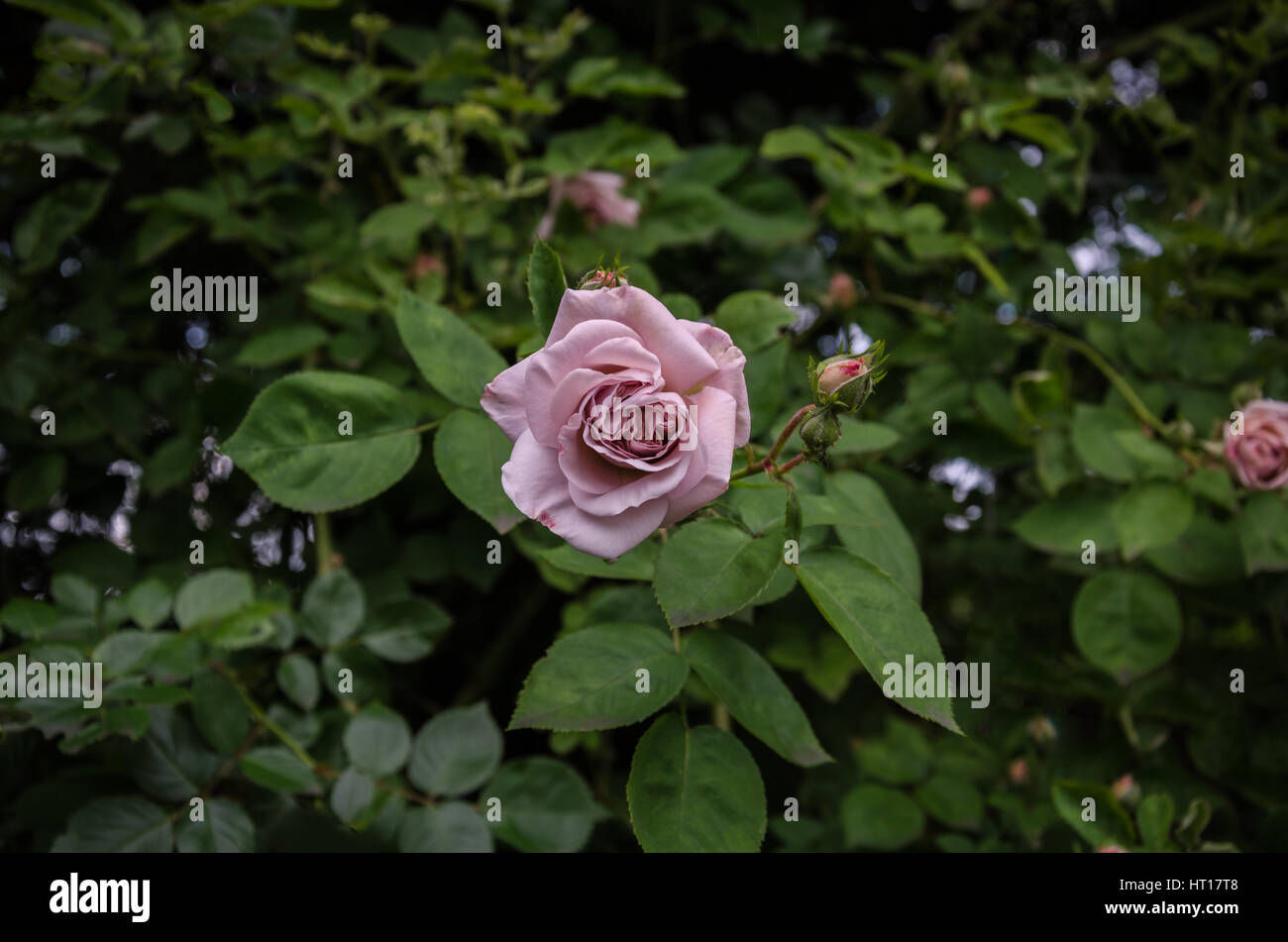 charmante rosa Garn ungewöhnliche Flieder auf einem Hintergrund aus grünen Blättern Stockfoto