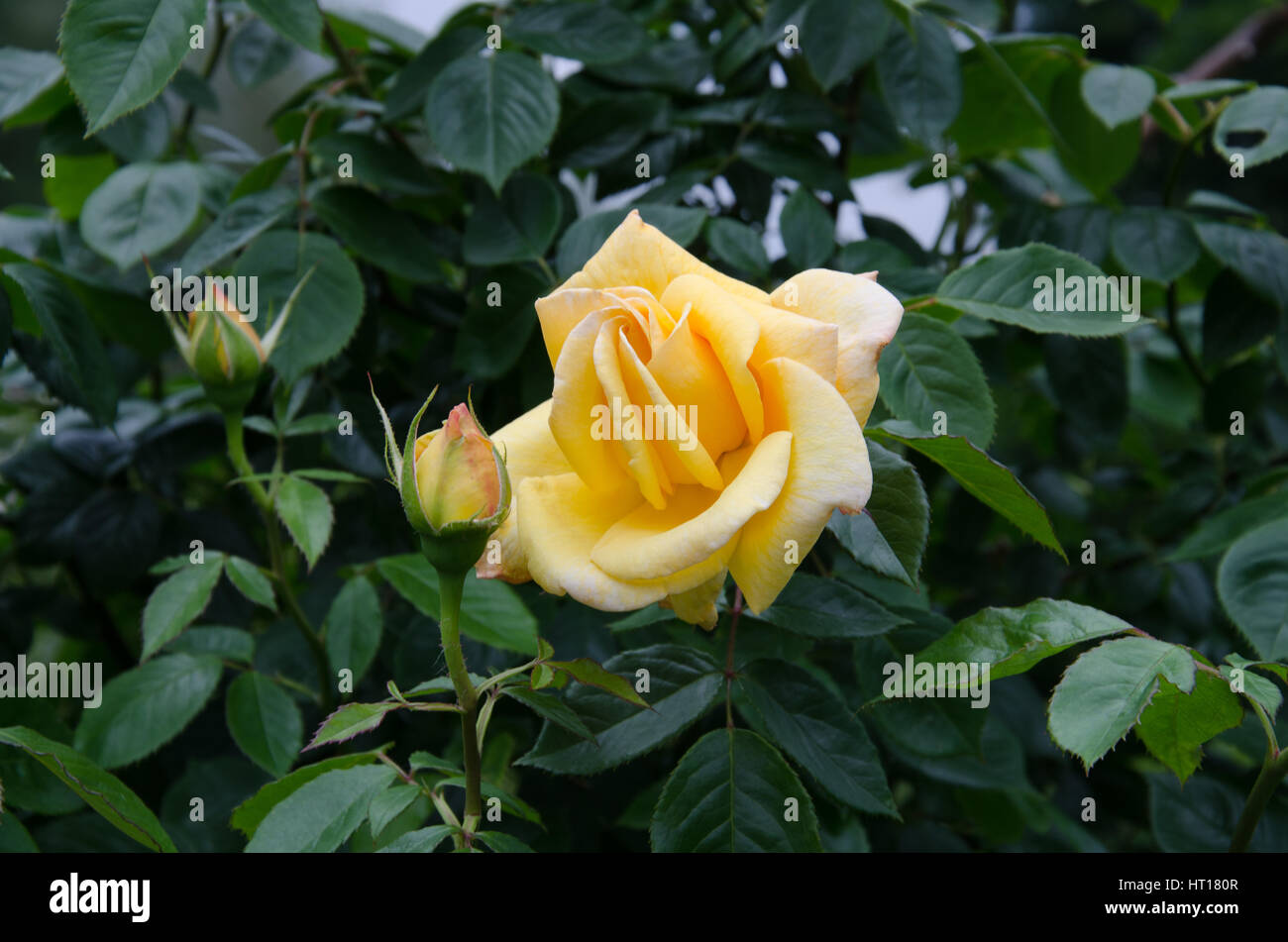 Rosenbusch mit großen gelben Blüten, Knospen und Blätter Stockfoto