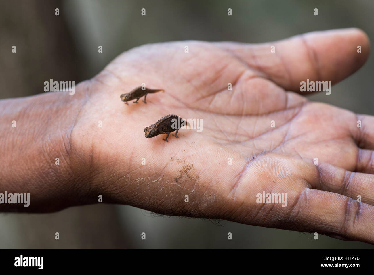 Madagaskar, Antsiranana, Nosy Hara, Nosy Hara-Nationalpark. Paar der kleinsten Chamäleons in der Welt (WILD: Brookesia Micra) männlich (kleine links) Stockfoto