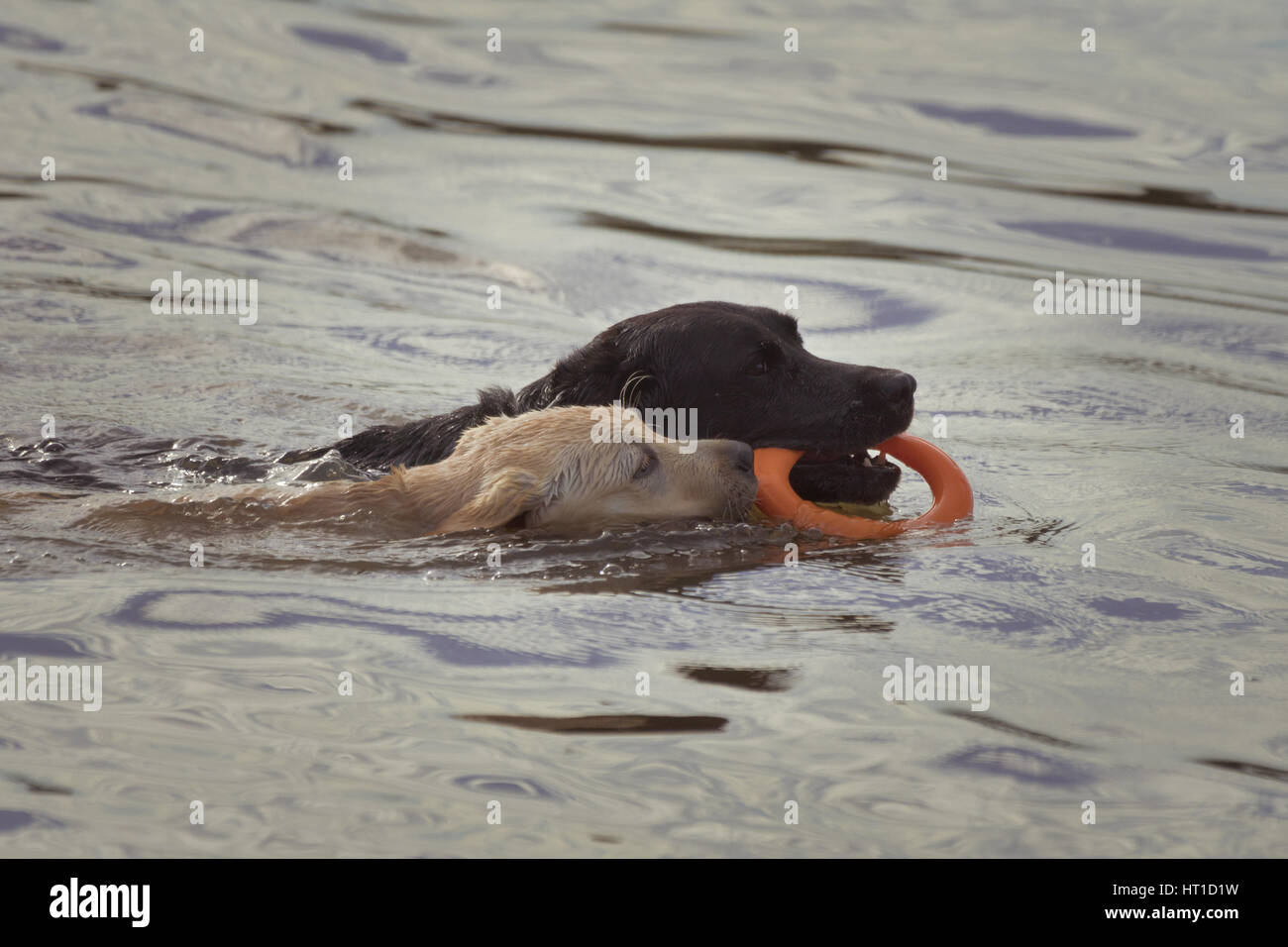 Ein weißer Labrador Retriever Welpe versucht, einen Hund schwimmen mit einem Spielzeug in den Mund zu fangen. Stockfoto