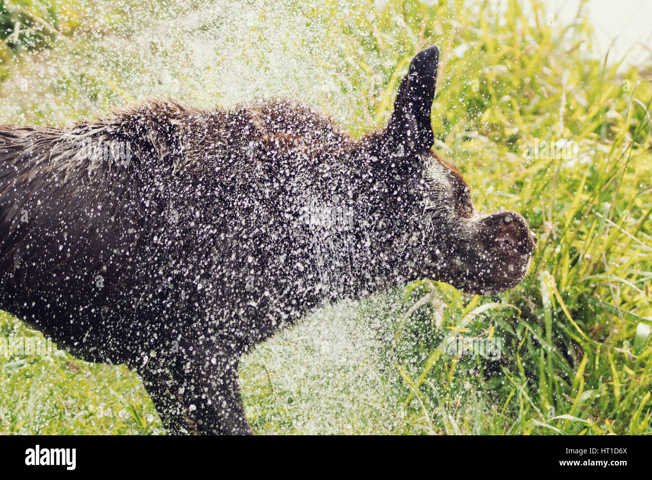 Eine Reihe von Bildern mit ein Erwachsener Labrador Retriever Hund schütteln Wasser fällt von ihm nach Baden, mit dem Wasser Tropfen glänzen im Sonnenlicht. Stockfoto