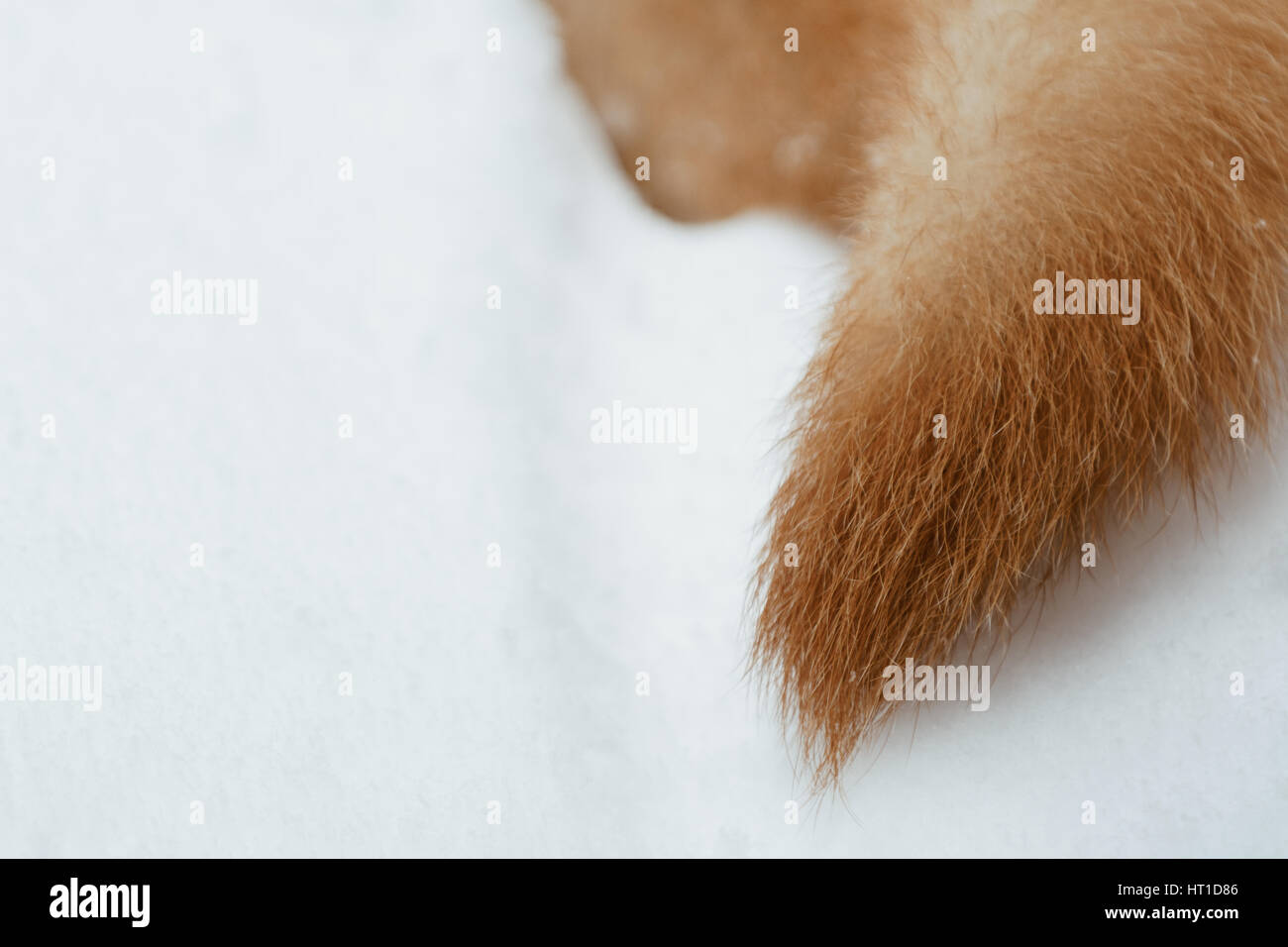 Buschige Ingwer Rute bei Neuschnee Stockfoto