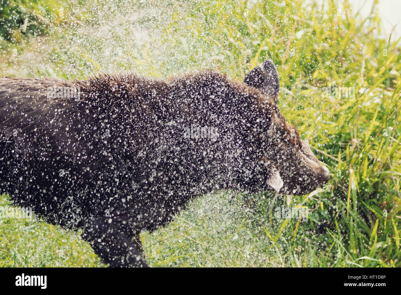 Eine Reihe von Bildern mit ein Erwachsener Labrador Retriever Hund schütteln Wasser fällt von ihm nach Baden, mit dem Wasser Tropfen glänzen im Sonnenlicht. Stockfoto