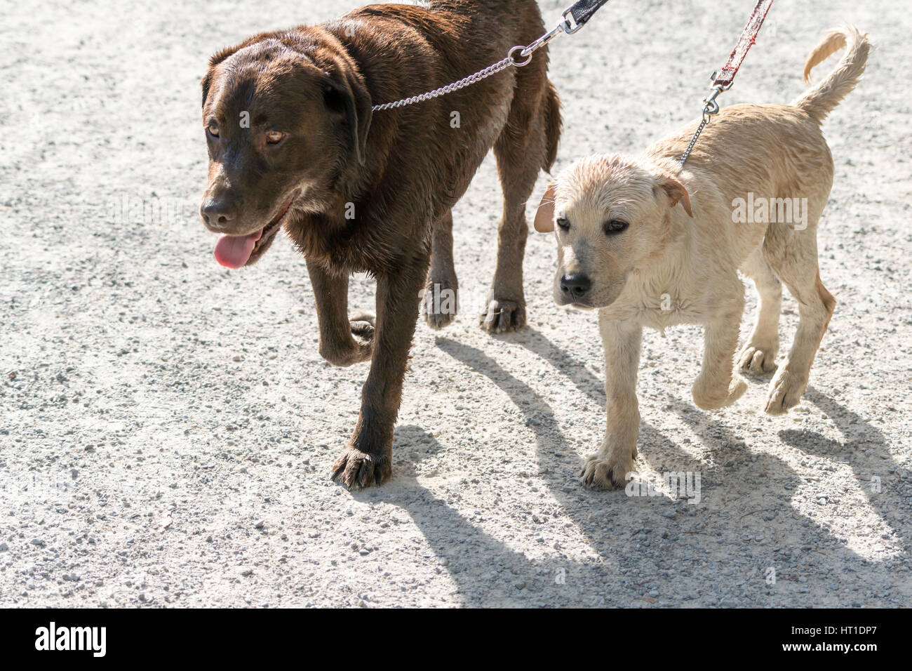 Gemeinsam gehen zwei Labrador Retriever Hunde an der Leine auf einem Feldweg. Stockfoto
