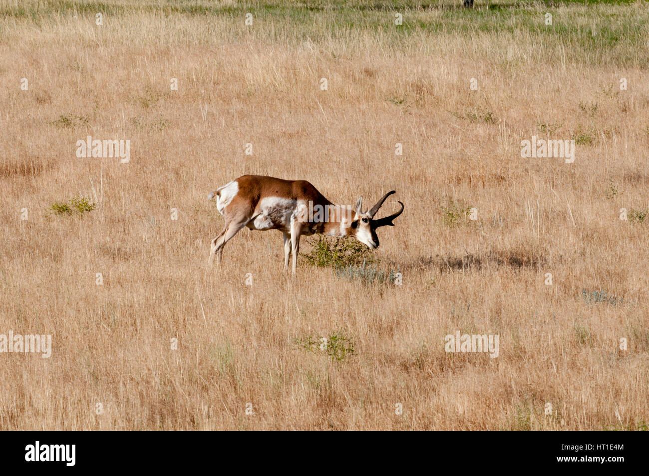 Buck Gabelbock (Antilocapra Americana) in der Nähe von Missoula Montana markiert sein Revier mit seinen preorbital Duft-Drüse Stockfoto