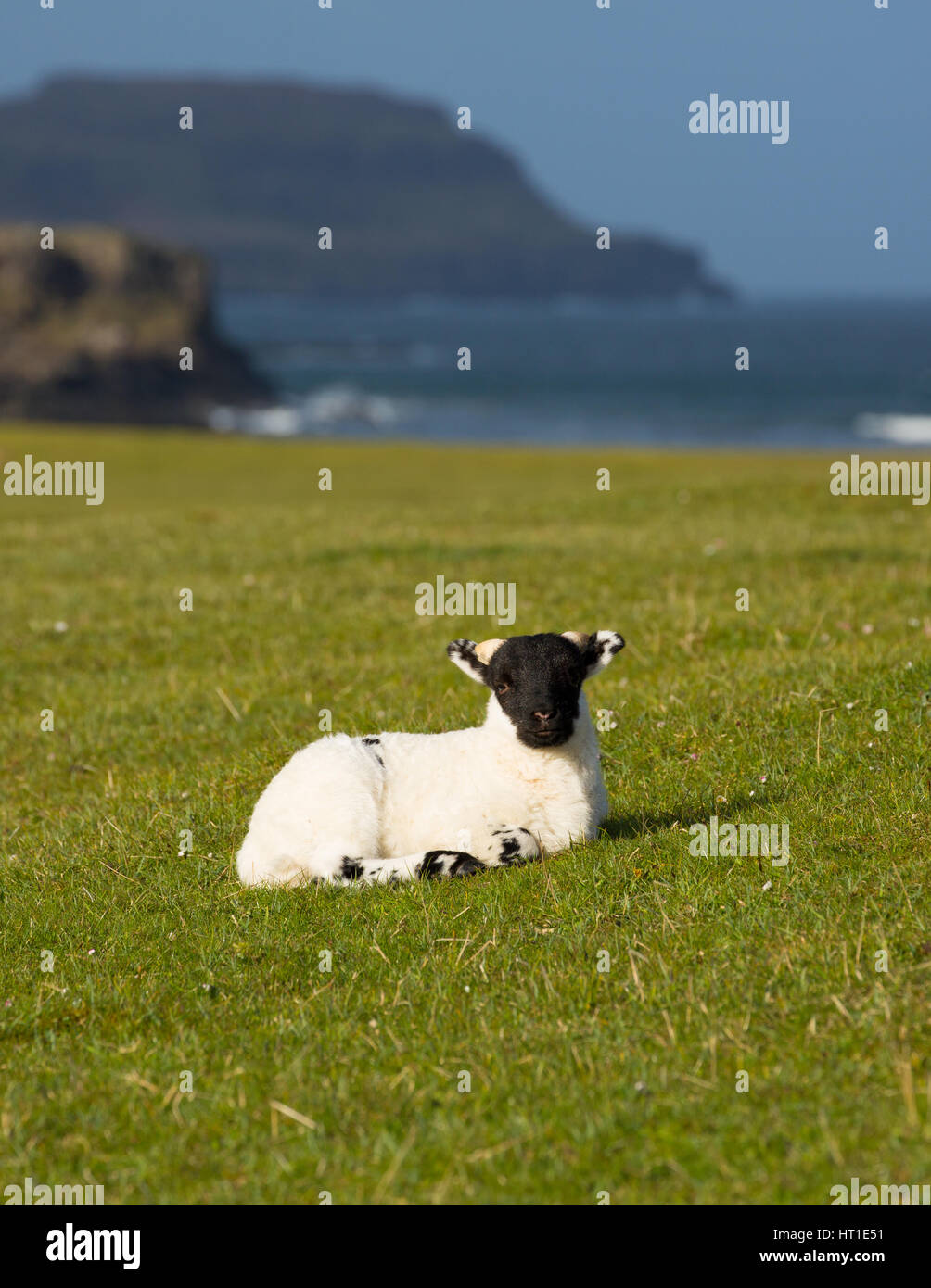 Insel Mull Schottland Großbritannien Lamm mit schwarzem Gesicht im Frühjahr Stockfoto