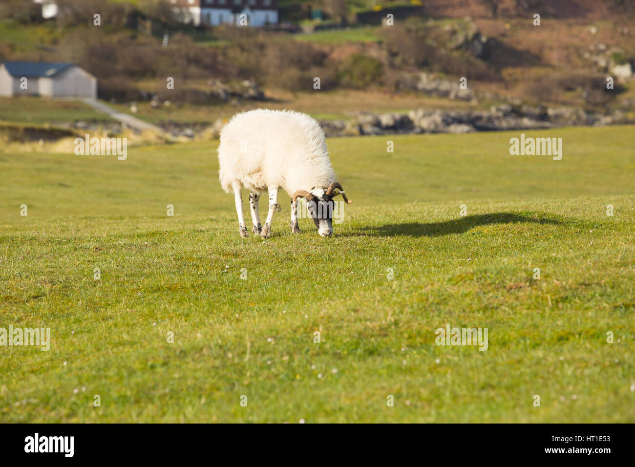 Schaf Insel Mull Schottland, Vereinigtes Königreich mit wolliges Fell und Hörner Stockfoto