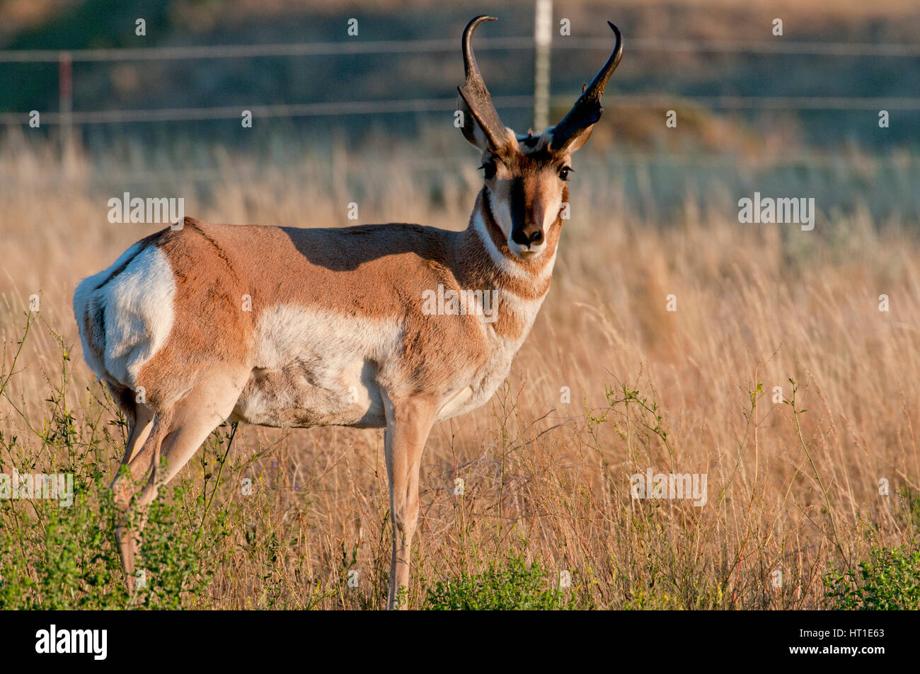 Buck Gabelbock (Antilocapra Americana) neben Stacheldrahtzaun in der Nähe von Billings, Montana Stockfoto