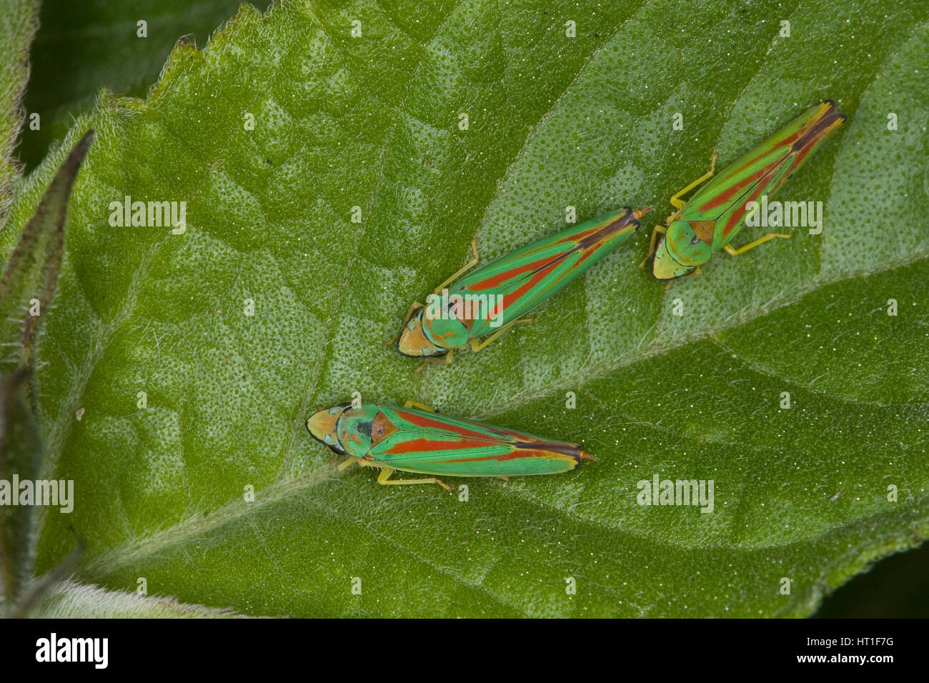 Rhododendron-Zikade, Rhododendronzikade Graphocephala Fennahi,  Graphocephala Coccinea, Rhododendron leafhopper Stockfotografie - Alamy