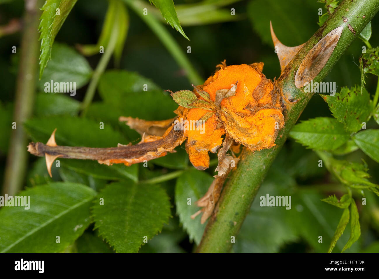 Rost Auf Rosen