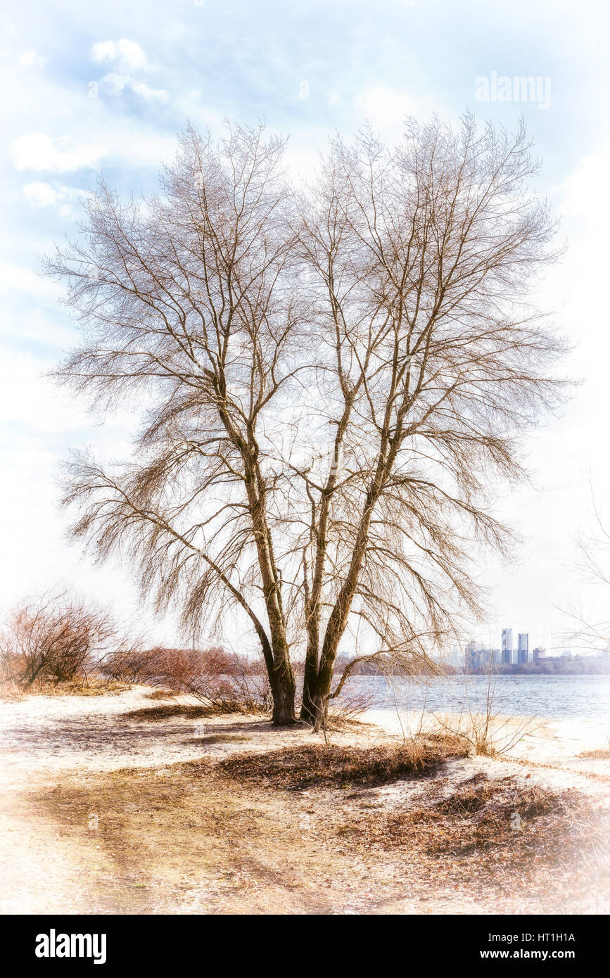 Blick auf eine Silberpappel Baum in der Nähe der Dnjepr im winter Stockfoto